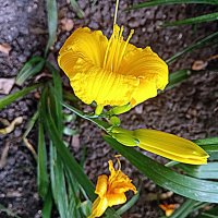 Цветы. :: Владимир Драгунский