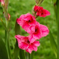 Август :: Юрий. Шмаков