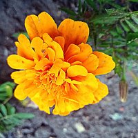 Цветы. :: Владимир Драгунский