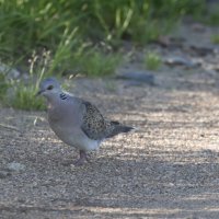 горлица :: юрий макаров