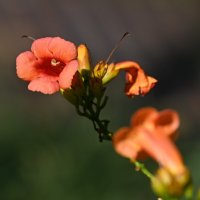 Скоро Осень... :: Николай Саржанов