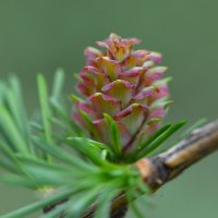 Лиственница :: Константин Анисимов