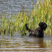 ОСЕННИЕ КУПАНИЯ В ПРУДУ :: Валентина 