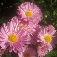 Хризантемы :: Елена Семигина