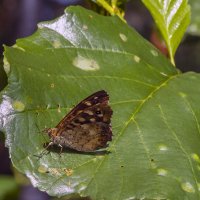 Бабочка :: Сергей Цветков Бабочка :: Сергей Цветков