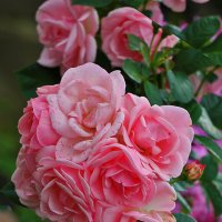 *** :: Светлана 