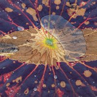 Лист лотоса :: Игорь Волков