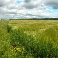 Куда ведешь, тропинка милая? :: Наталья Лунева Куда ведешь, тропинка милая? :: Наталья Лунева