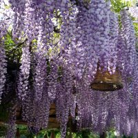 Глициния :: Наталья 