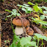 Боровики :: Андрей 