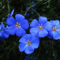 Лён :: Зоя Мишина