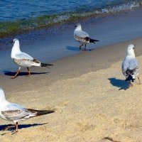 В ожидании добычи :: Сергей Карачин