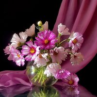 Космеи букетик :: Валентина Богатко Космеи букетик :: Валентина Богатко