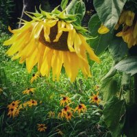 Как назвать... :: veilins veilins