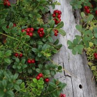 Брусника :: краснов юрий 