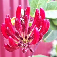 макро :: Наталья 