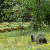 лес :: k-e-r-g-u-d-u DM