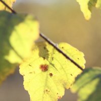 Уходящие лучики солнца :: Дмитрий Петров