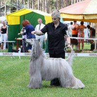 Афганская борзая :: Анатолий Шумилин