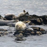 Ларги :: Марина Виноградова