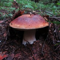 Приподнимая землю :: Андрей Снегерёв