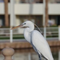 Гостья :: Светлана Карнаух