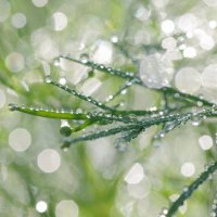 Капли утренней росы :: Ирина Баскакова Капли утренней росы :: Ирина Баскакова