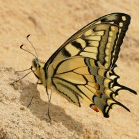 из снятого вчера 5 :: Александр Прокудин из снятого вчера 5 :: Александр Прокудин