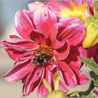 Про август, георгины и шмелей... :: Aquarius - Сергей