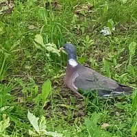 Вяхирь :: Сапсан 