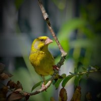 зеленух :: Andrey Bragin зеленух :: Andrey Bragin