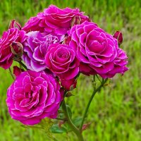 Розовая ветка - букет :: Милешкин Владимир Алексеевич 