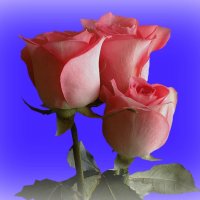 Розы на клумбе :: Татьяна Львова