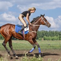 Скакун :: SanSan 