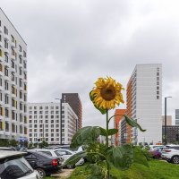 Городской :: Валерий Иванович