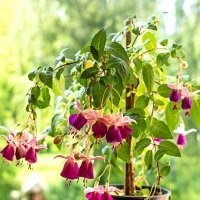 3923 :: Alex . 3923 :: Alex .