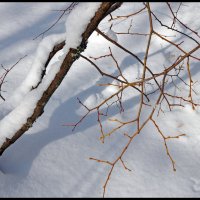 Март :: **** vedin