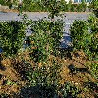 Яблонька :: Анатолий Чикчирный