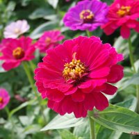 А у нас во дворе... :: Андрей Заломленков А у нас во дворе... :: Андрей Заломленков