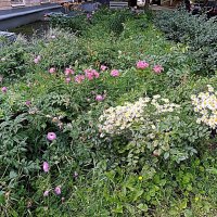 Цветы. :: Владимир Драгунский Цветы. :: Владимир Драгунский