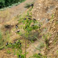 Ласточки :: Игорь Сикорский