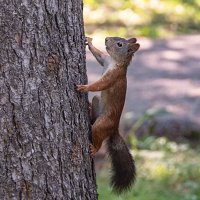 * :: Svetlana Galvez