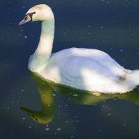 Белая ЛЕБЕДЬ :: Владимир Максимов