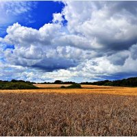 Пшеничное поле. :: Валерия Комова Пшеничное поле. :: Валерия Комова