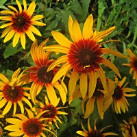 Летние :: Елена Семигина Летние :: Елена Семигина