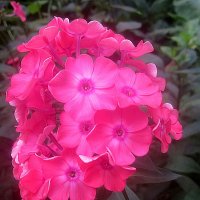 Флоксы :: Елена Семигина