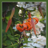 Этюд с лилиями :: Владимир Кроливец Этюд с лилиями :: Владимир Кроливец