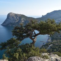 Природа Крыма :: Amazing Cosmea