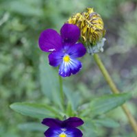 Фиалка и одуванчик. :: сергей ермошкин