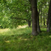 Природа :: Александр Синдерёв